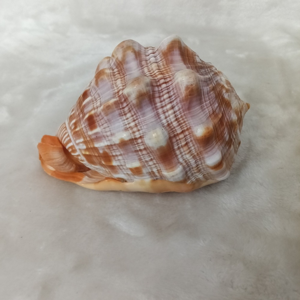Natural Cypraecassis Rufa Red Helmet Shell 5 Inch Bullmouth Conch Sea Snail